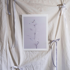 Herbarium 3 bright, A4