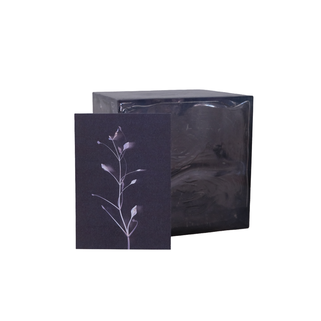 Herbarium 3 dark, A5