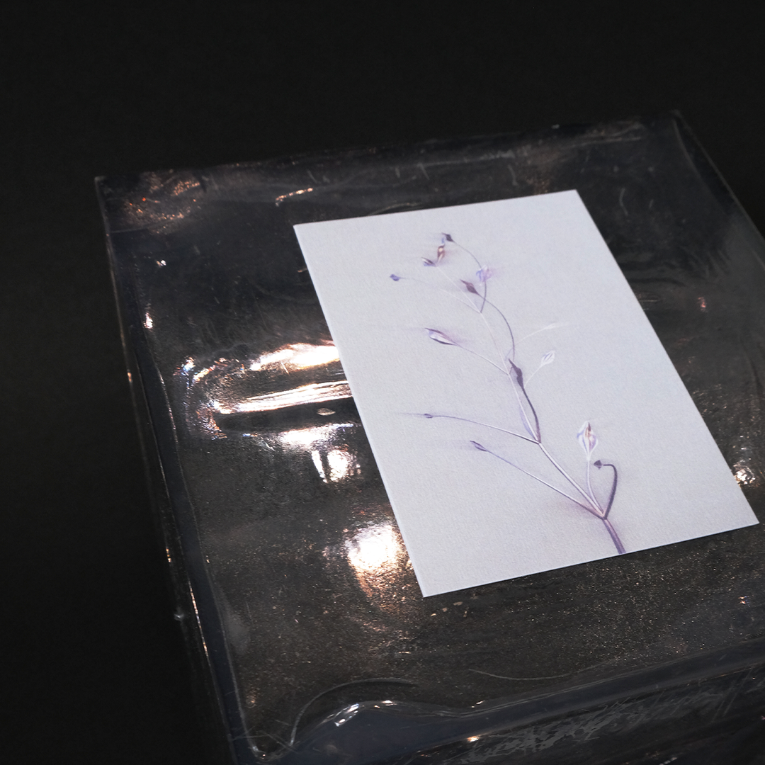 Herbarium 3 bright, carte postale