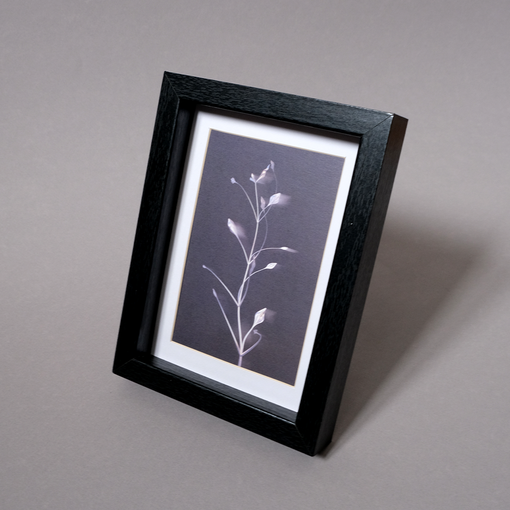 Herbarium 3 dark, carte postale