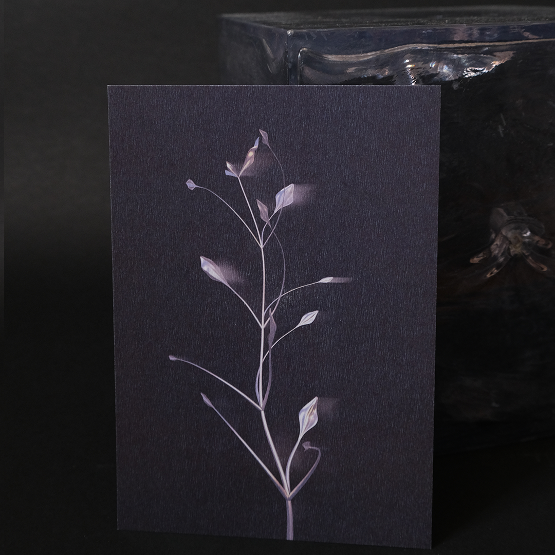 Herbarium 3 dark, carte postale