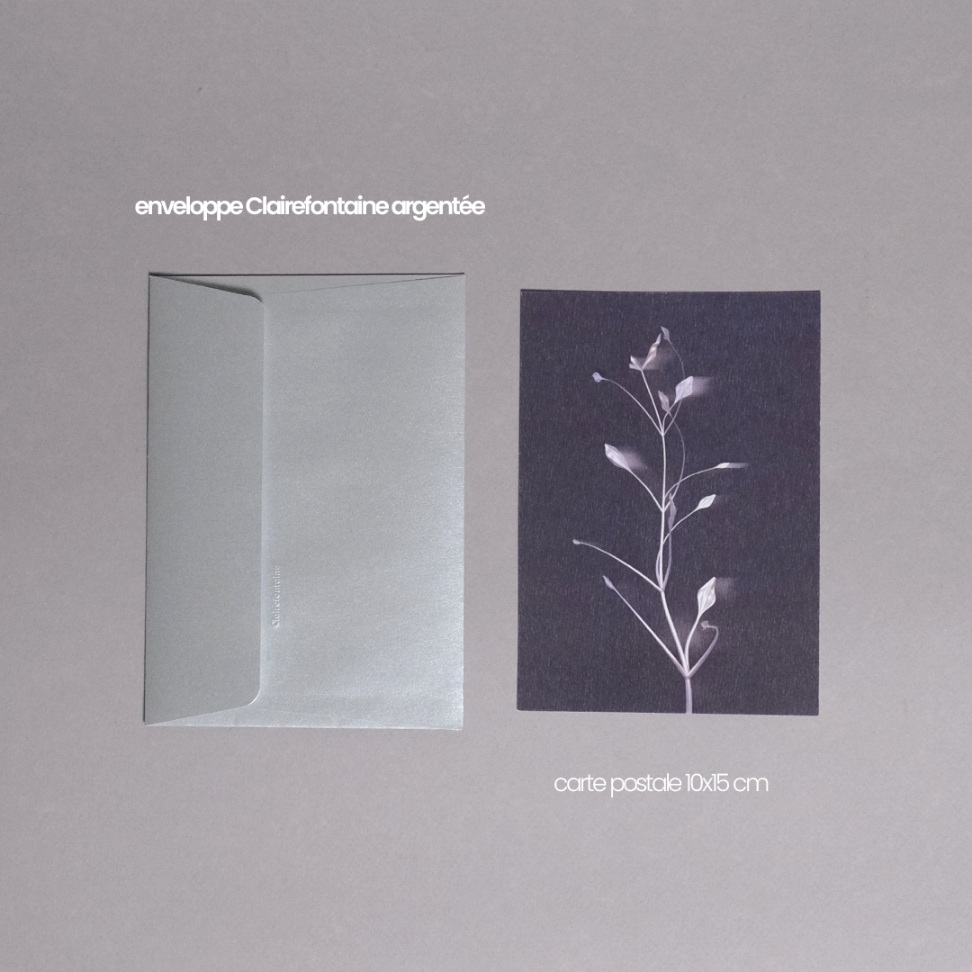 Herbarium 3 dark, carte postale